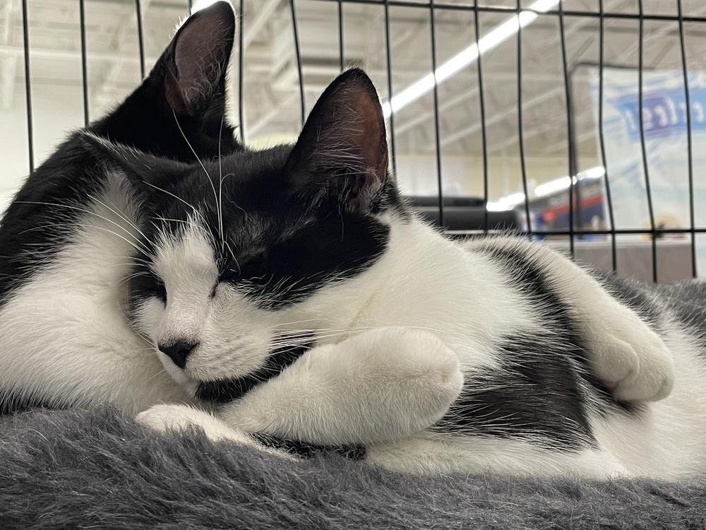 Trixie, Adoptable, Kitten Female Domestic Short Hair.