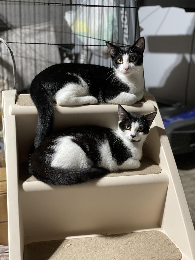 Enlarge Trixie, a Adoptable mixed breed in Olyphant, PA image 6/6