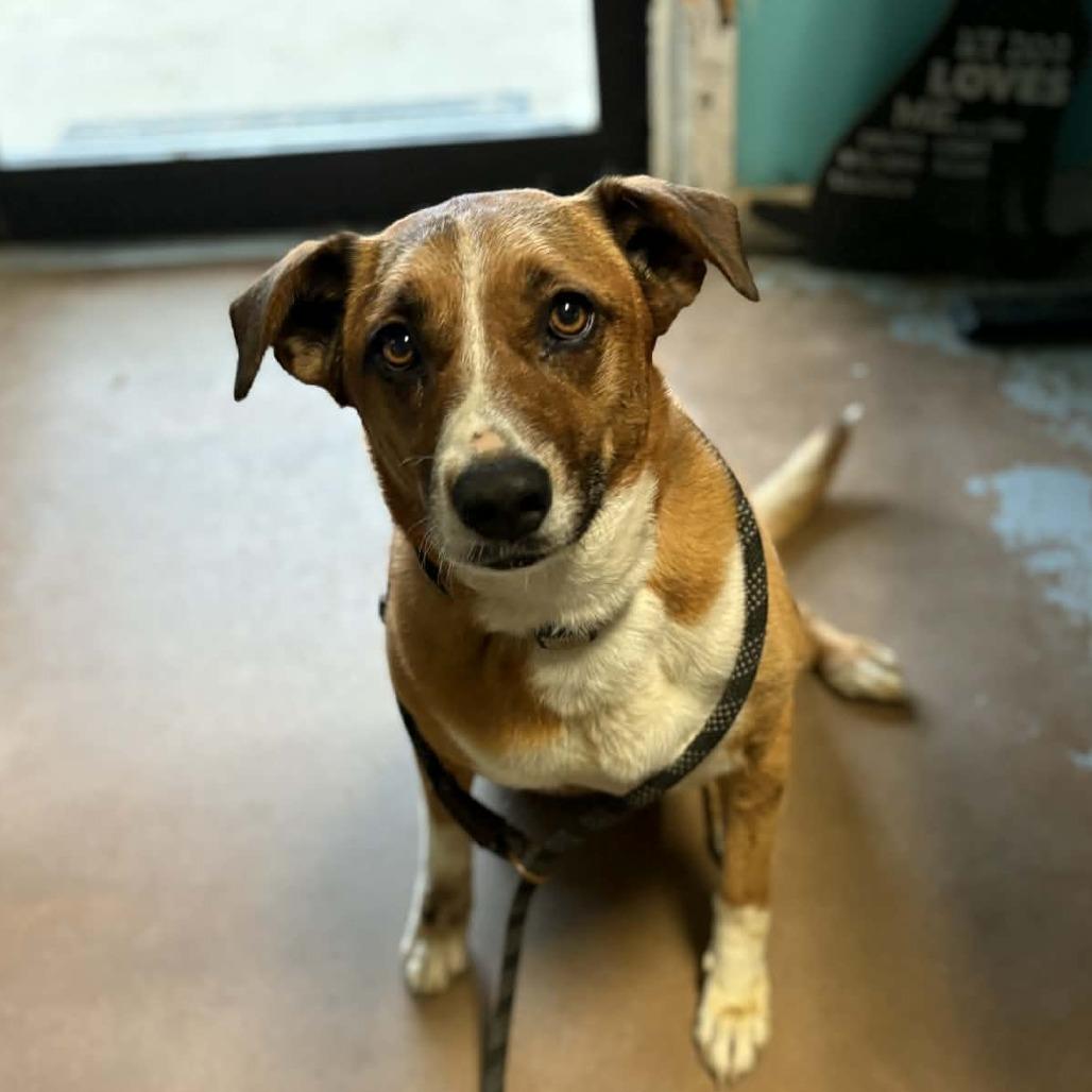 Barbie, Adoptable, Adult Female Shepherd & Mixed Breed.
