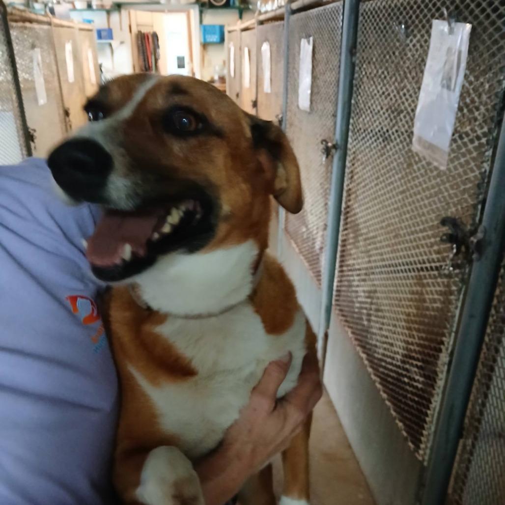 Enlarge Barbie, a Adoptable mixed breed in Stephenville, TX image 2/5