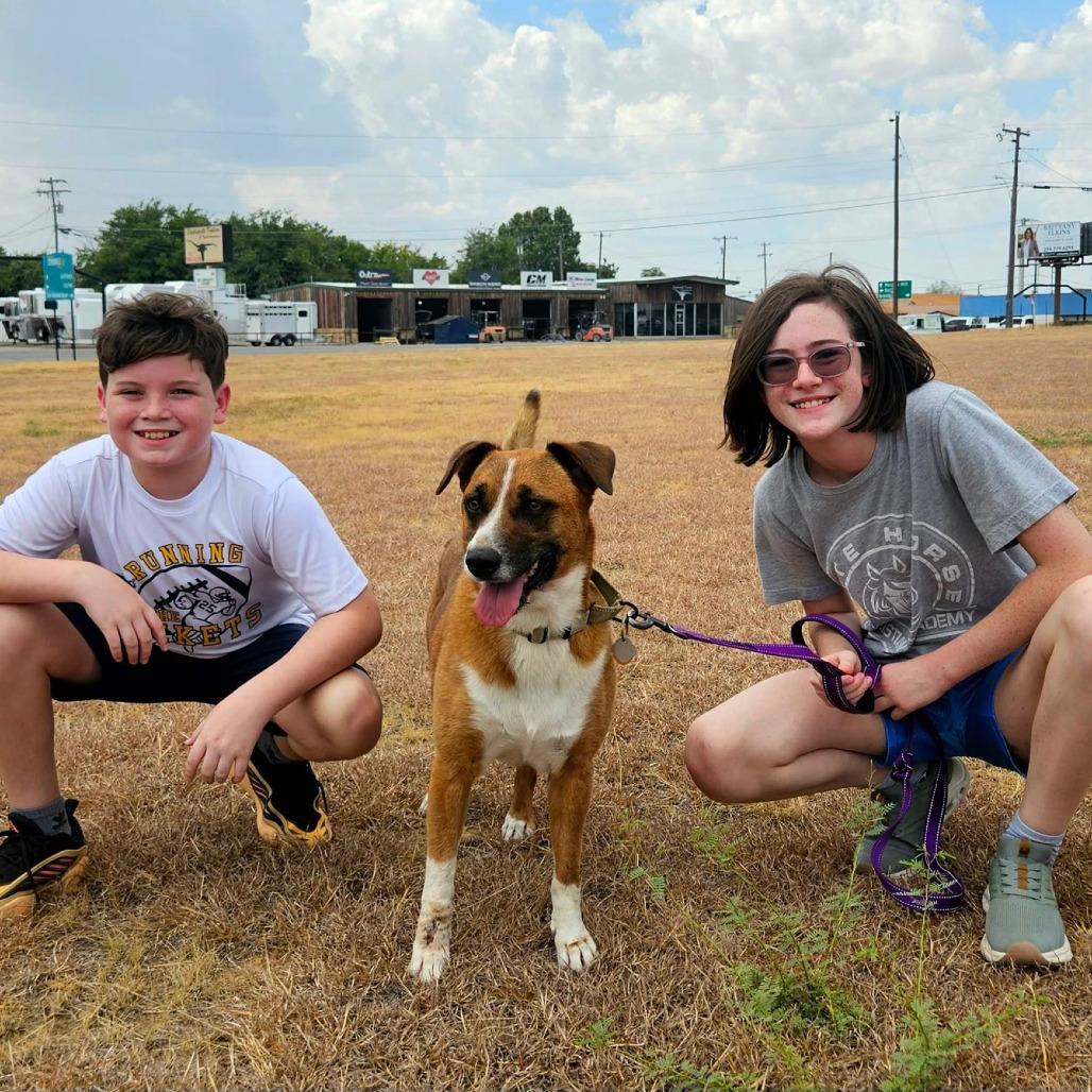 Enlarge Barbie, a Adoptable mixed breed in Stephenville, TX image 3/5