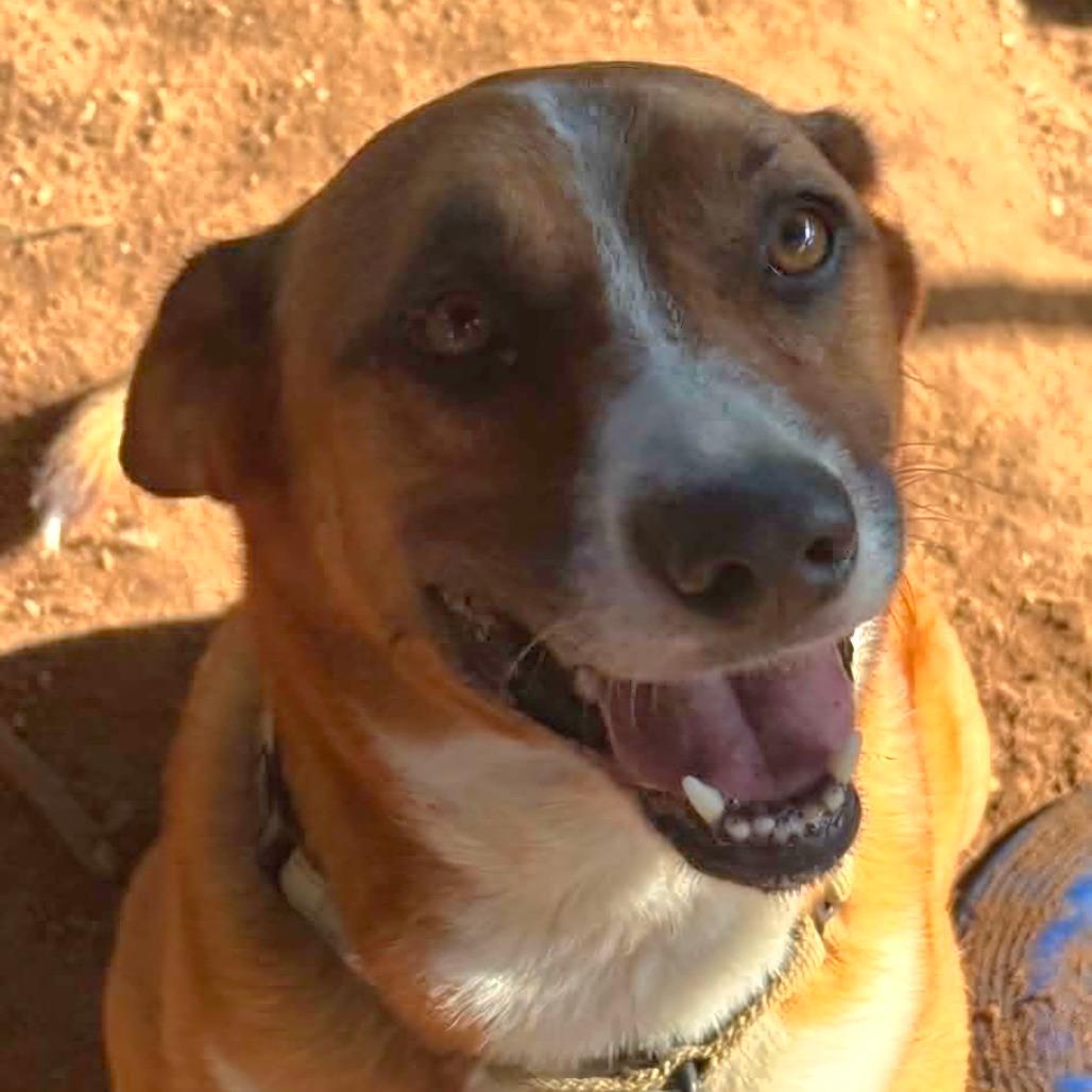 Enlarge Barbie, a Adoptable mixed breed in Stephenville, TX image 4/5