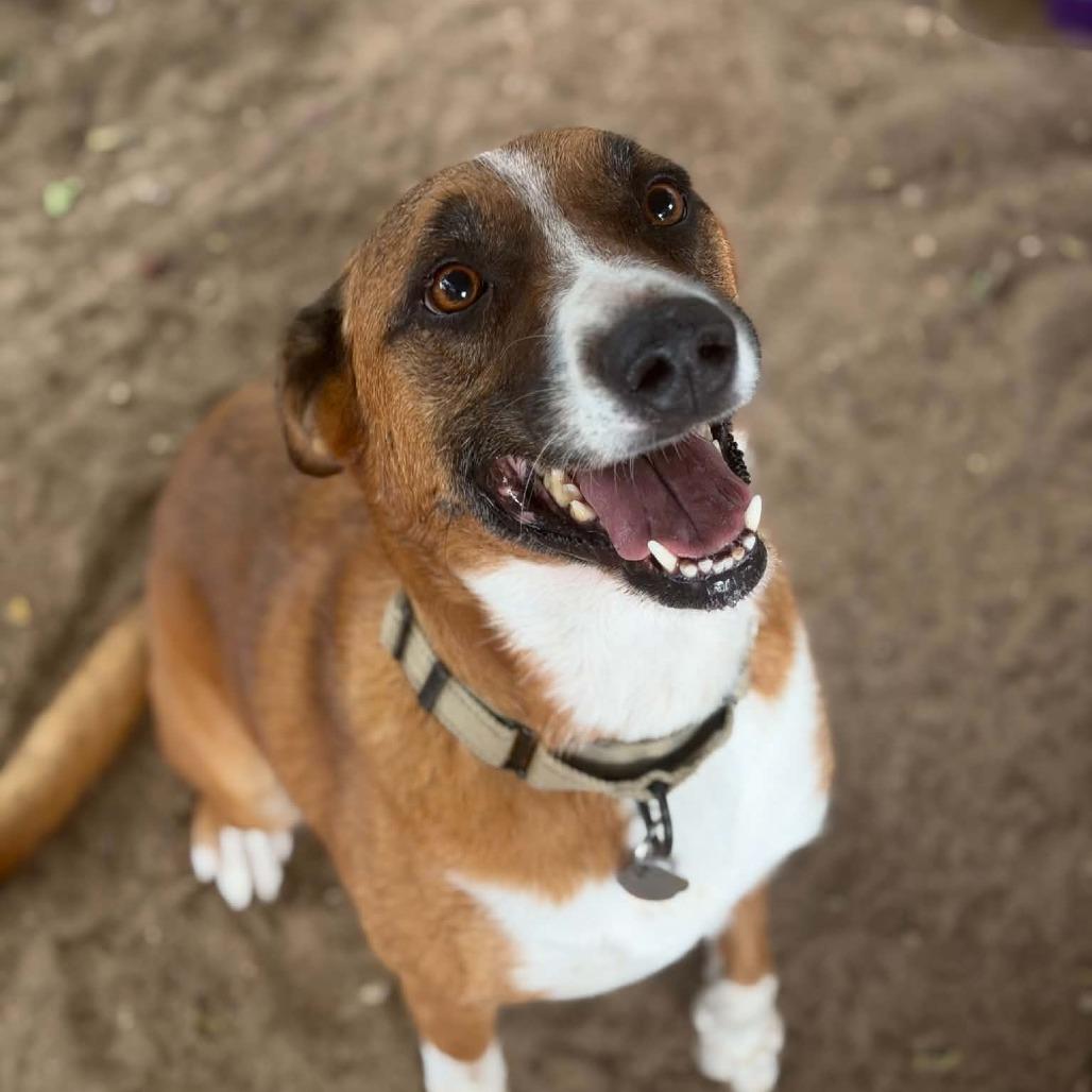 Enlarge Barbie, a Adoptable mixed breed in Stephenville, TX image 5/5