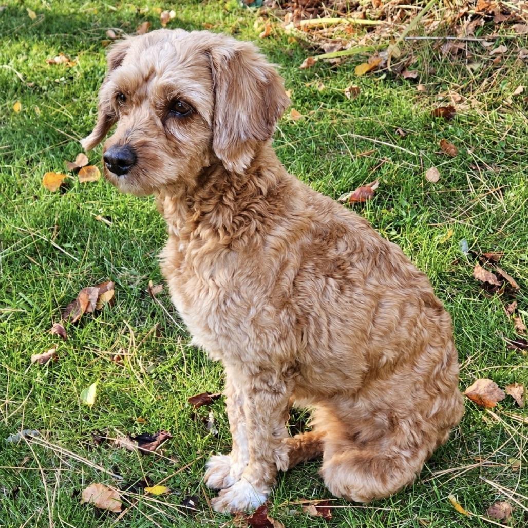 Pearl, Adoptable, Senior Female Miniature Poodle & Golden Retriever.