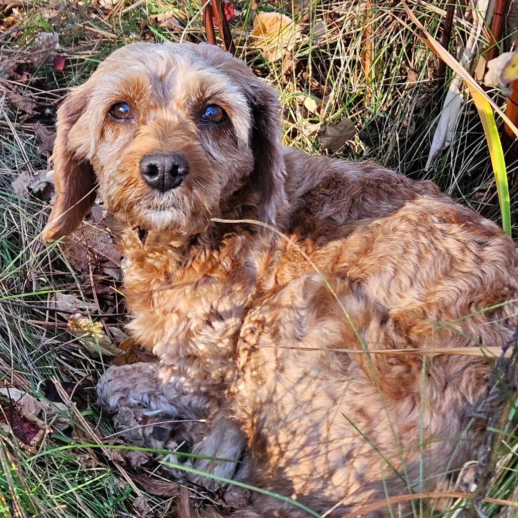 Enlarge Pearl, a Adoptable mixed breed in Park Falls, WI image 2/5