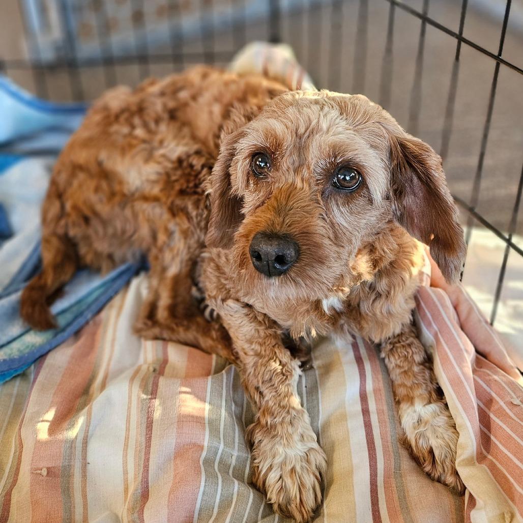 Enlarge Pearl, a Adoptable mixed breed in Park Falls, WI image 3/5