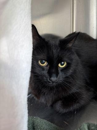 Betty, Adoptable, Adult Female Domestic Long Hair & Domestic Short Hair.
