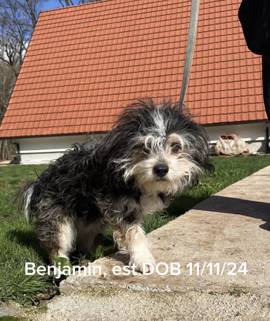 Benjamin — thumbnail 1