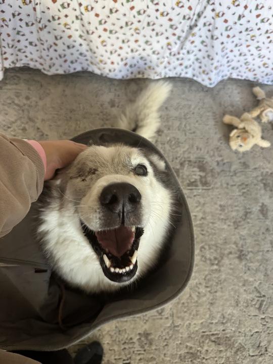 Bowser , ADOPTABLE, Adult Male Siberian Husky & White German Shepherd.