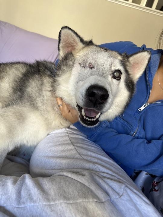 Bowser , ADOPTABLE, Adult Male Siberian Husky & White German Shepherd.