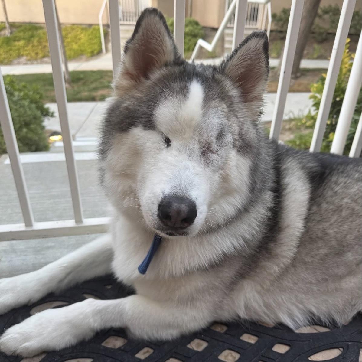 Bowser , a ADOPTABLE mixed breed in San Rafael, CA image 1/6