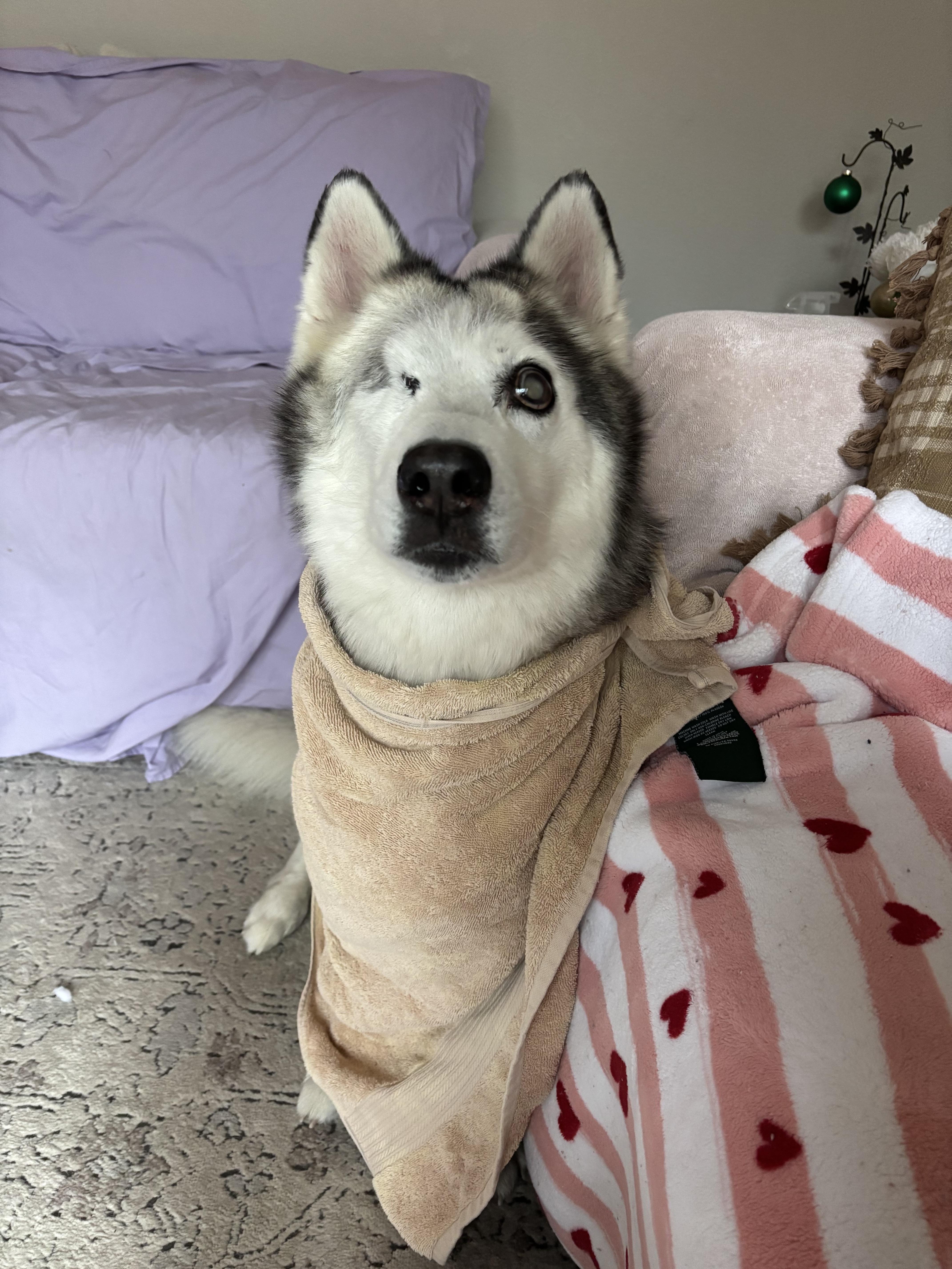 Bowser , ADOPTABLE, Adult Male Siberian Husky & White German Shepherd.