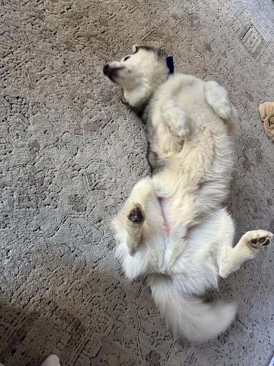 Bowser , a ADOPTABLE mixed breed in San Rafael, CA image 5/5