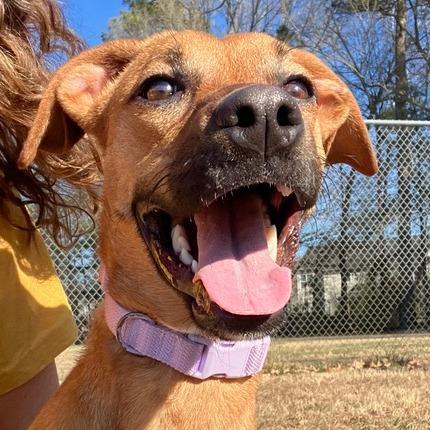 Enlarge Peanut Butter Biscuit, a Adoptable mixed breed in Chesapeake, VA image 1/6