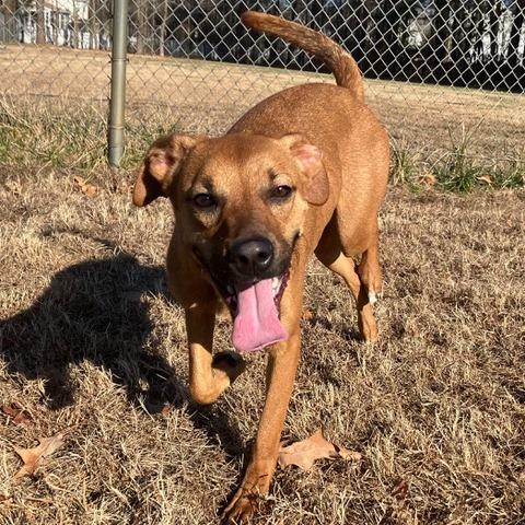 Enlarge Peanut Butter Biscuit, a Adoptable mixed breed in Chesapeake, VA image 2/6