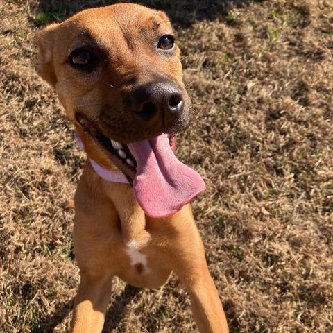 Enlarge Peanut Butter Biscuit, a Adoptable mixed breed in Chesapeake, VA image 3/6