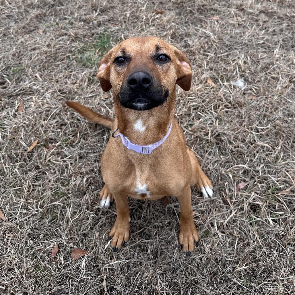 Enlarge Peanut Butter Biscuit, a Adoptable mixed breed in Chesapeake, VA image 4/6