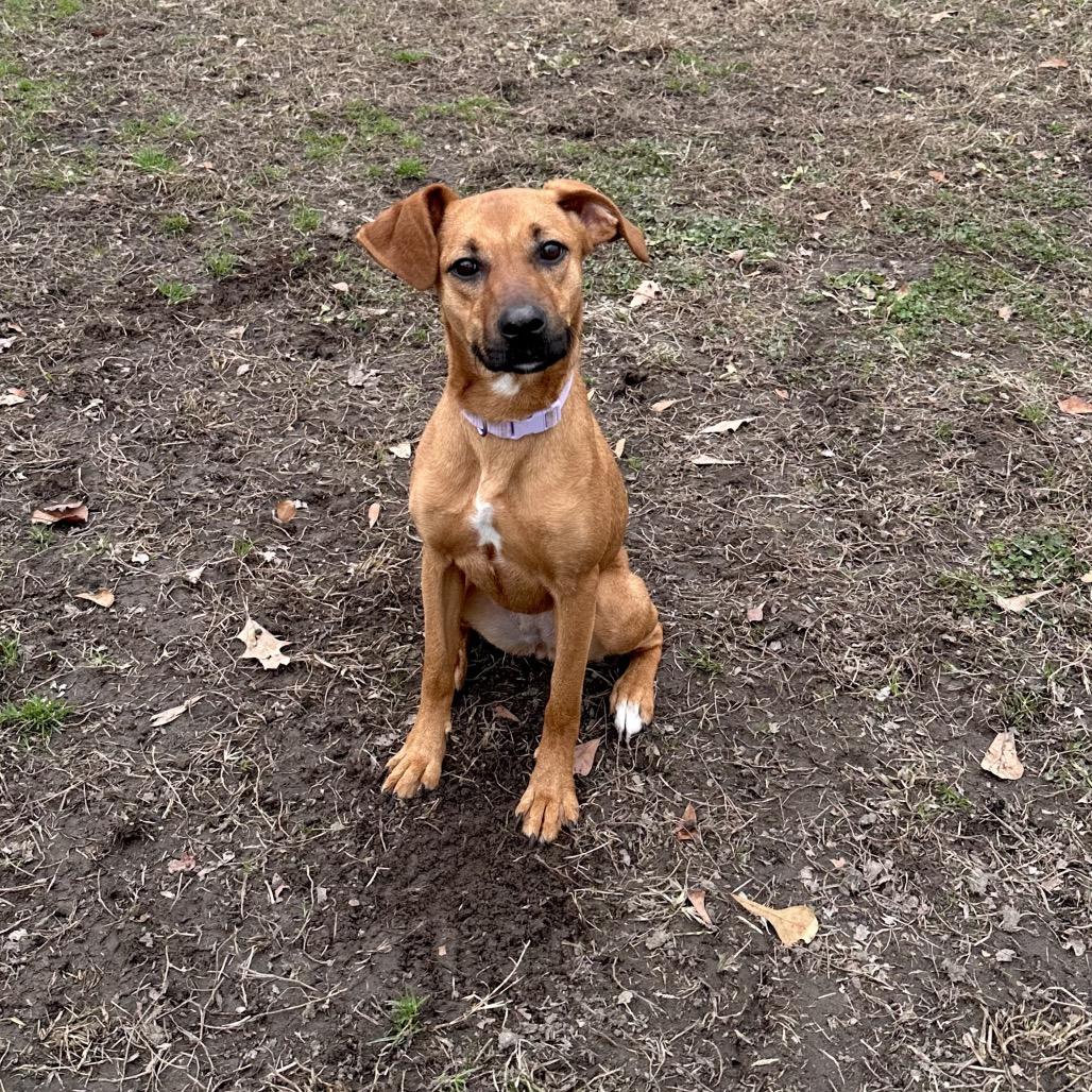 Enlarge Peanut Butter Biscuit, a Adoptable mixed breed in Chesapeake, VA image 5/6