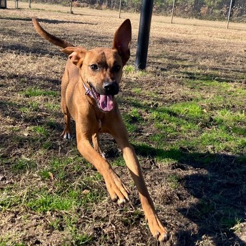 Enlarge Peanut Butter Biscuit, a Adoptable mixed breed in Chesapeake, VA image 6/6