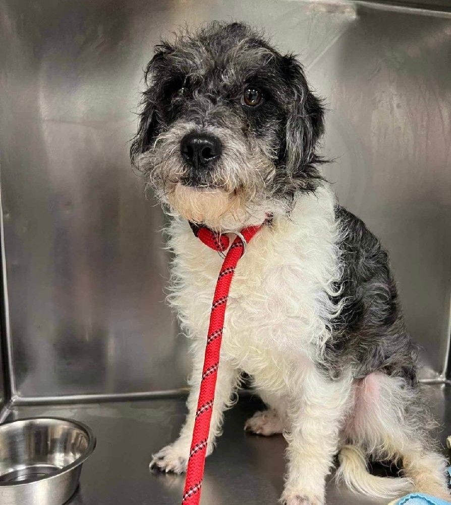 Enlarge Emmett, a Adopted Schnoodle in Milford, OH image 1/1
