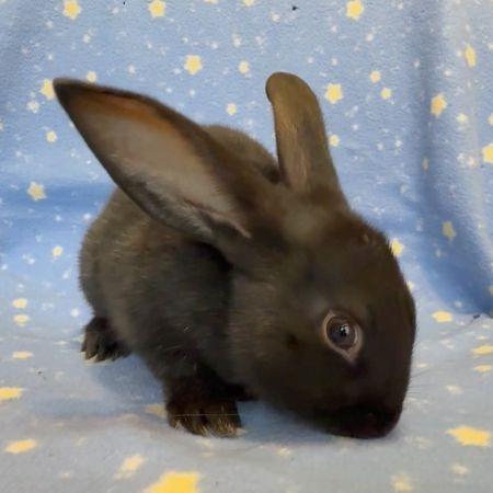 Enlarge Peanut, a Adoptable Bunny Rabbit in Scotts Valley, CA image 1/1