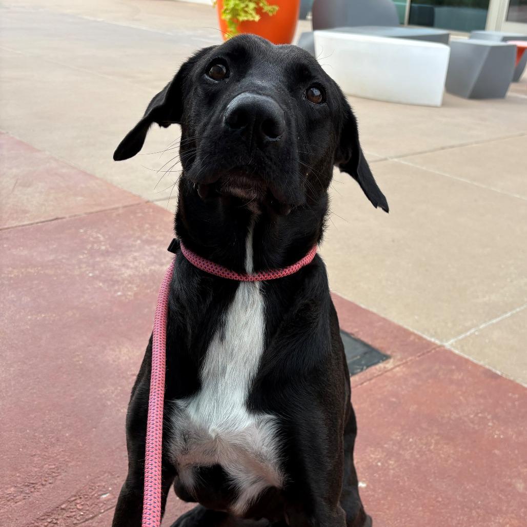 Enlarge MacGyver, a Adoptable Mixed Breed in Bentonville, AR image 1/5