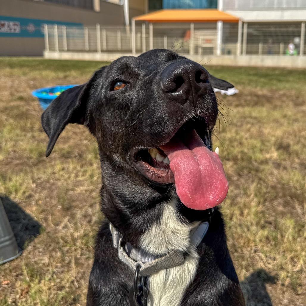 MacGyver, Adoptable, Adult Male Mixed Breed.