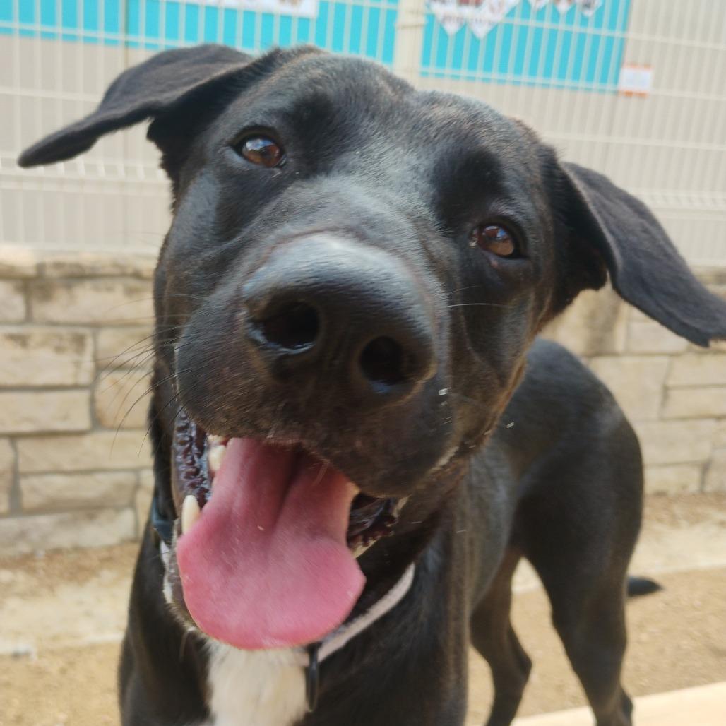 Enlarge MacGyver, a Adoptable Mixed Breed in Bentonville, AR image 2/5