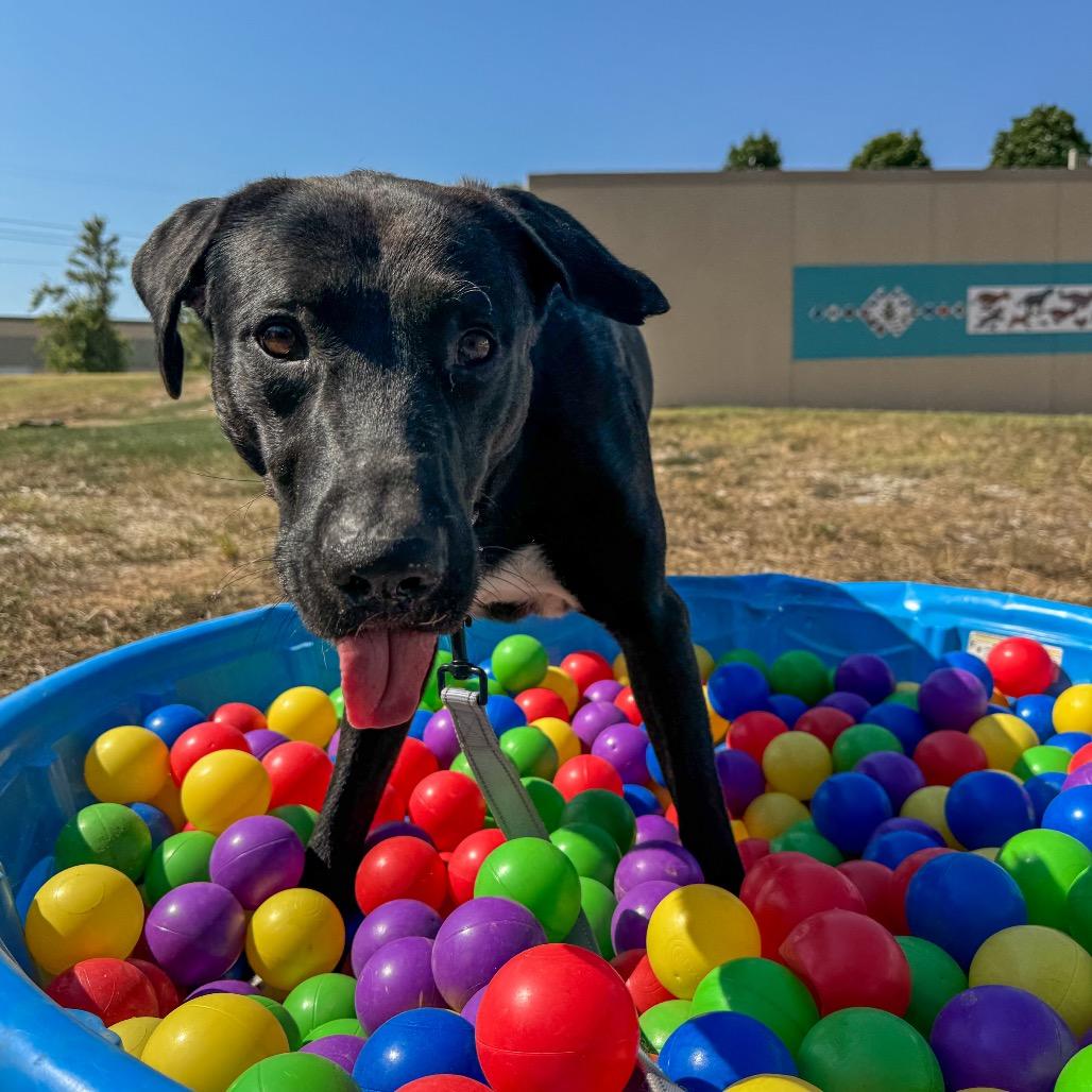 Enlarge MacGyver, a Adoptable Mixed Breed in Bentonville, AR image 3/6