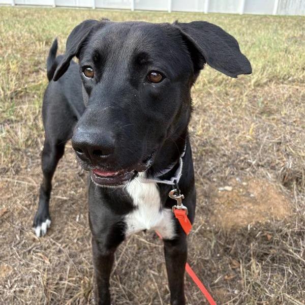 Enlarge MacGyver, a Adoptable Mixed Breed in Bentonville, AR image 3/5
