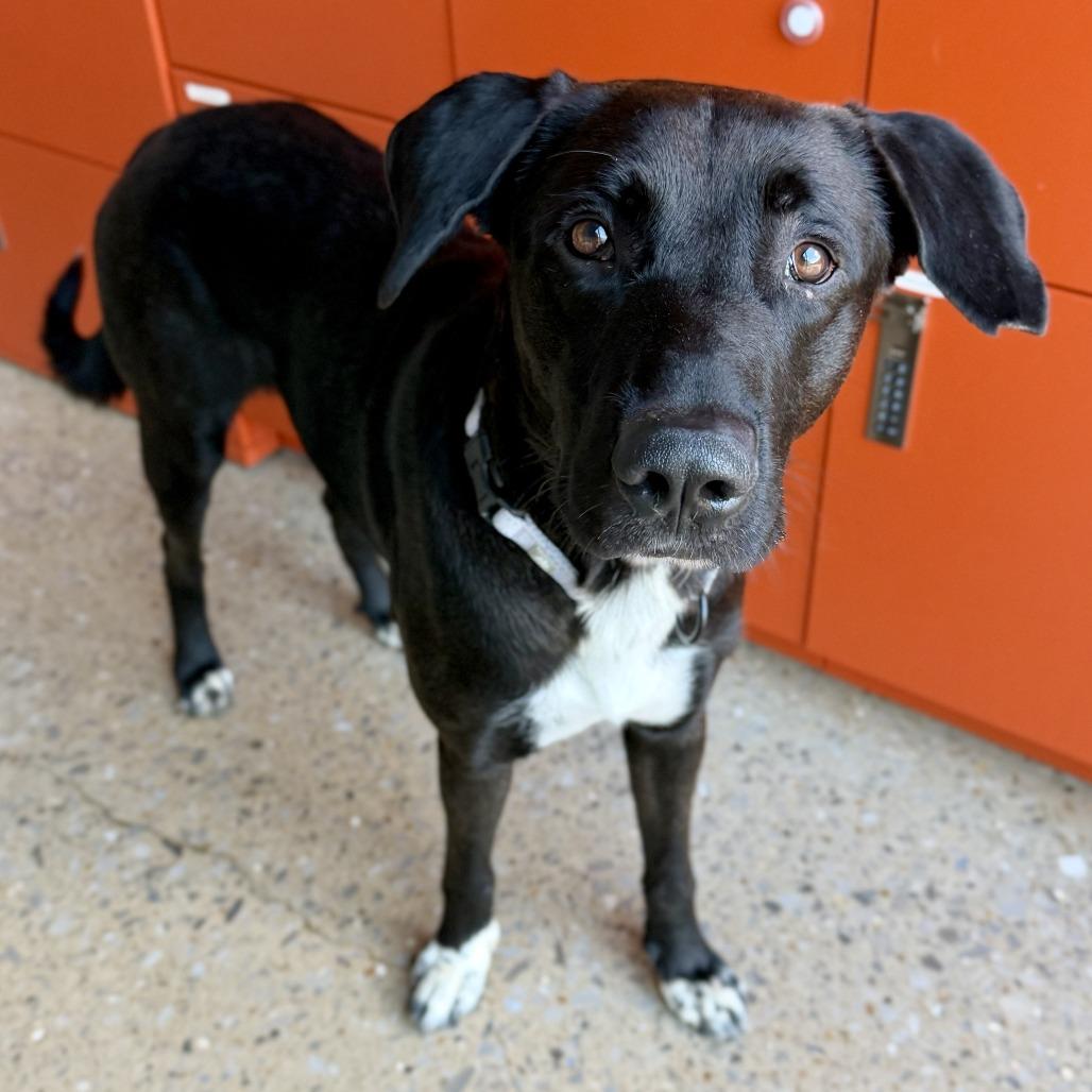 Enlarge MacGyver, a Adoptable Mixed Breed in Bentonville, AR image 4/5