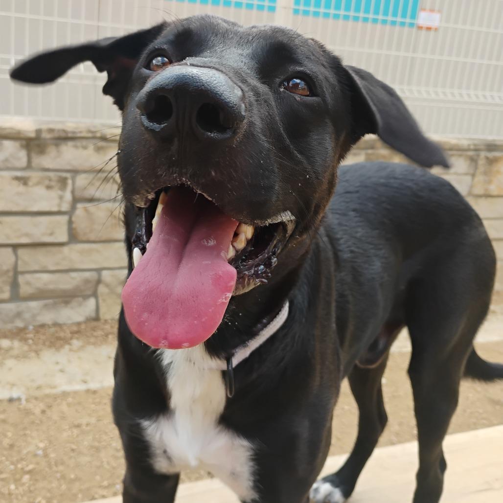 Enlarge MacGyver, a Adoptable Mixed Breed in Bentonville, AR image 5/5