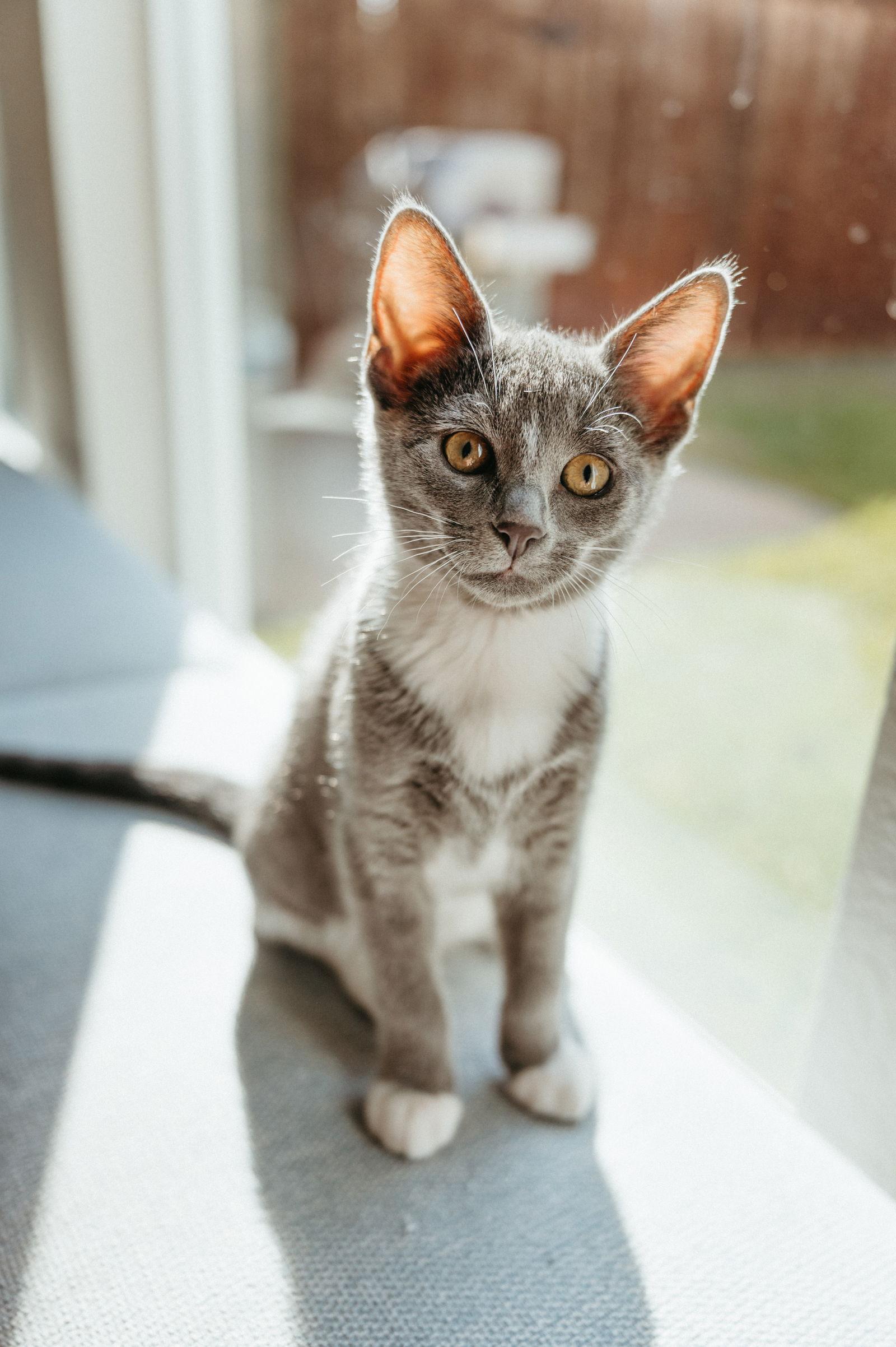 Star, Adoptable, Kitten Female Domestic Short Hair.