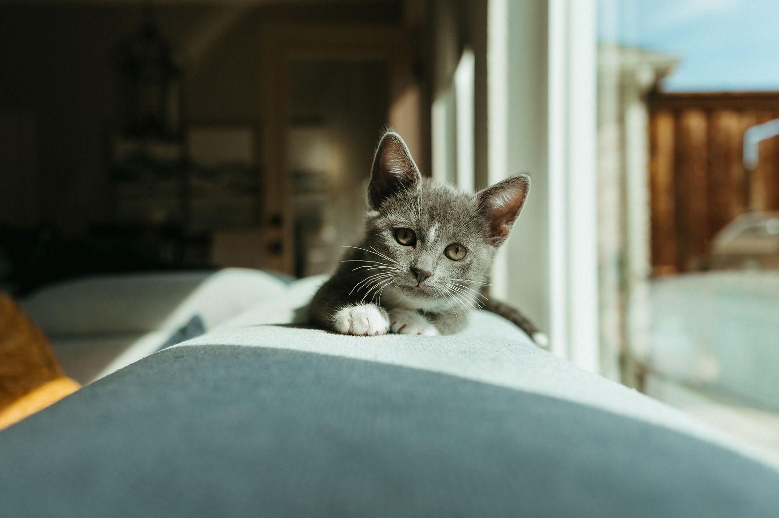 Enlarge Star, a Adoptable Domestic Short Hair in McKinney, TX image 2/3