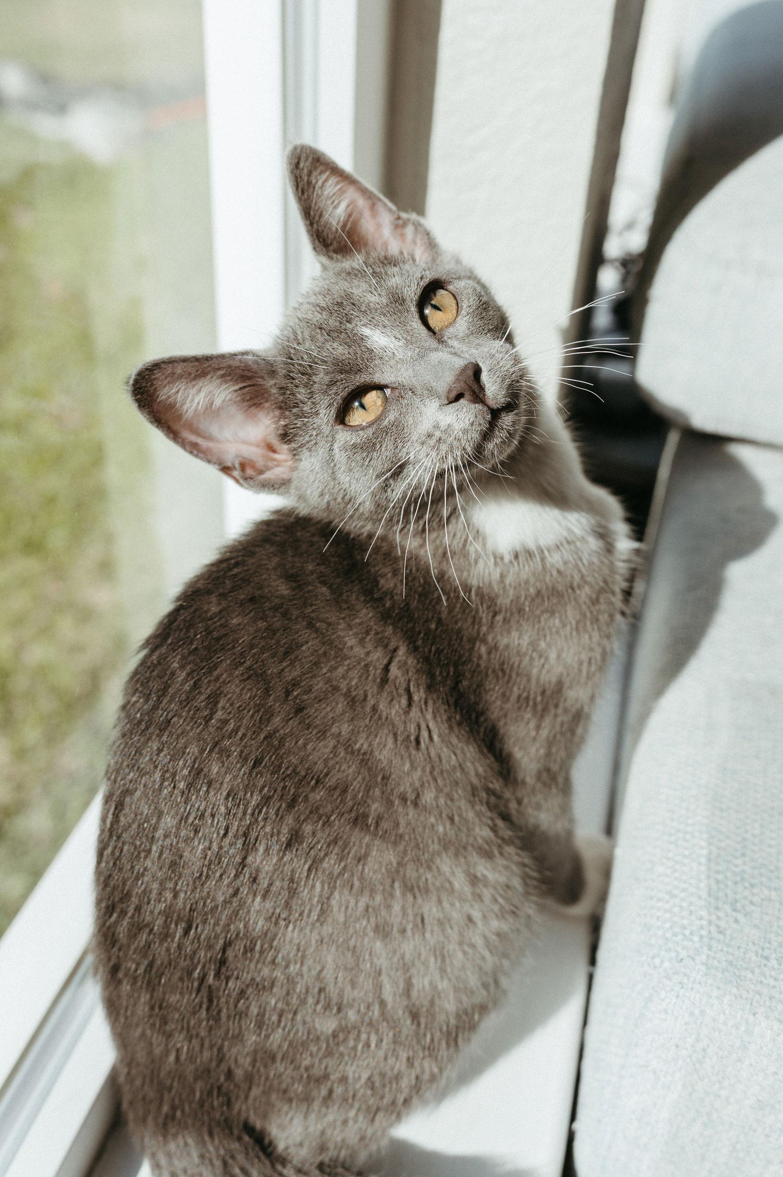 Enlarge Star, a Adoptable Domestic Short Hair in McKinney, TX image 3/3
