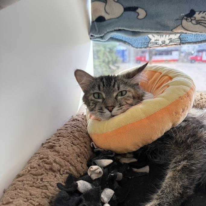 Frankie, Adoptable, Adult Female Domestic Long Hair.