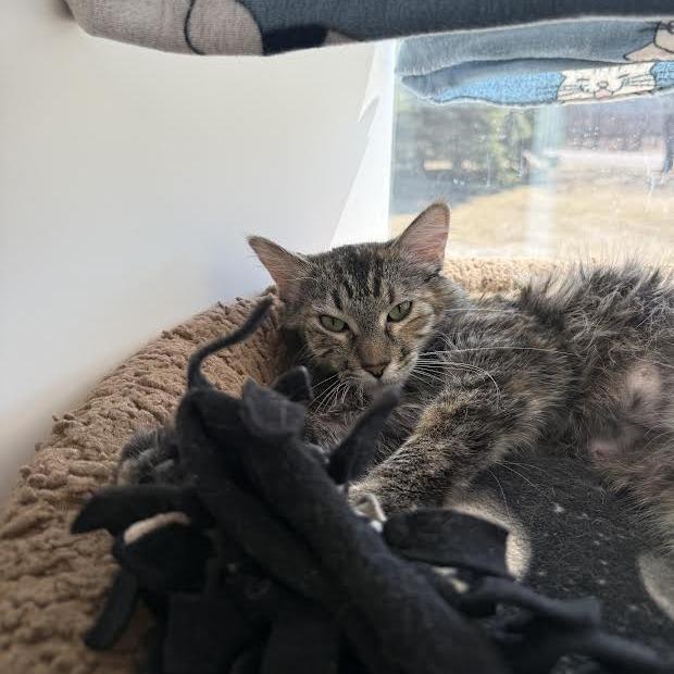 Enlarge Frankie, a Adoptable Domestic Long Hair in Saint Cloud, MN image 2/6