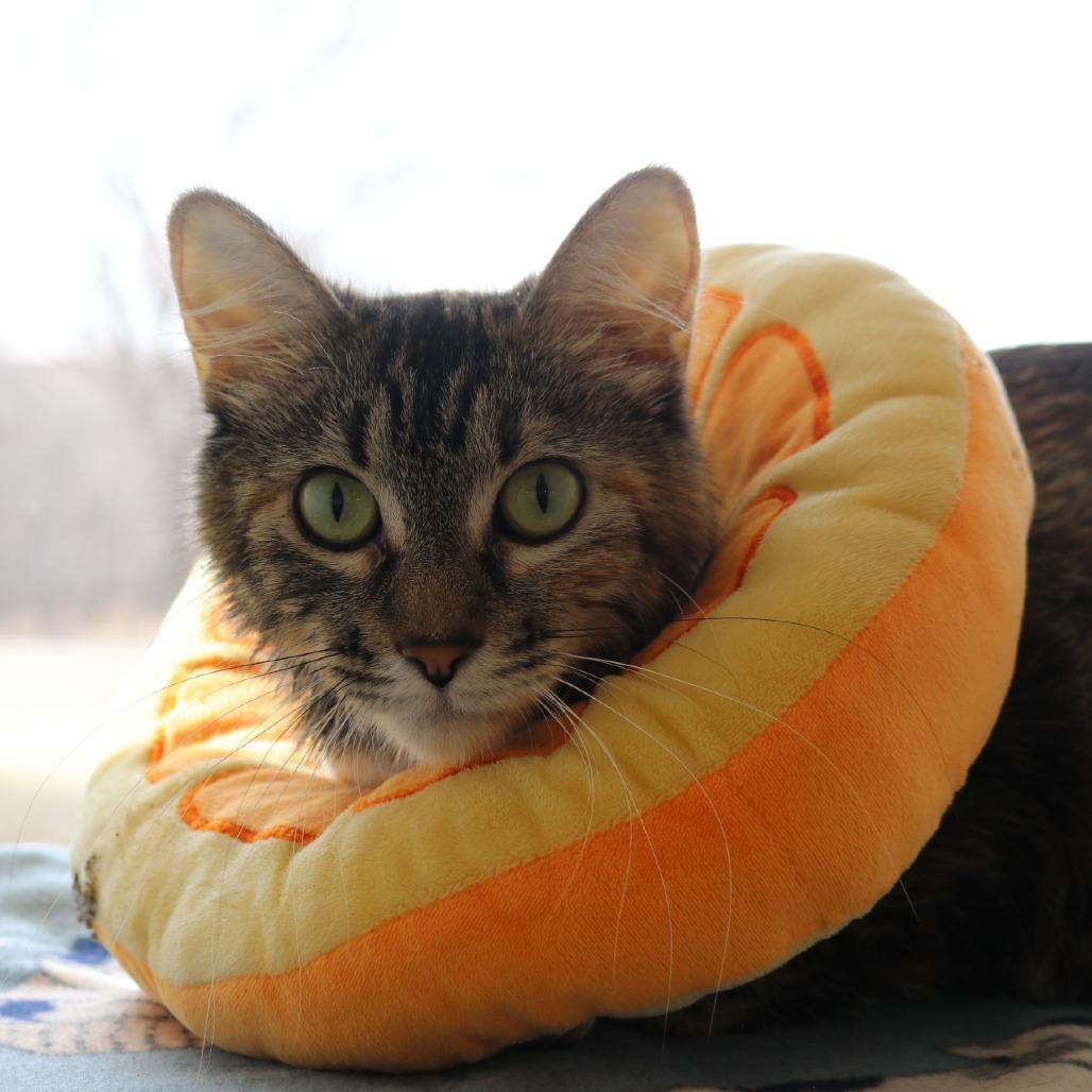 Enlarge Frankie, a Adoptable Domestic Long Hair in Saint Cloud, MN image 3/6