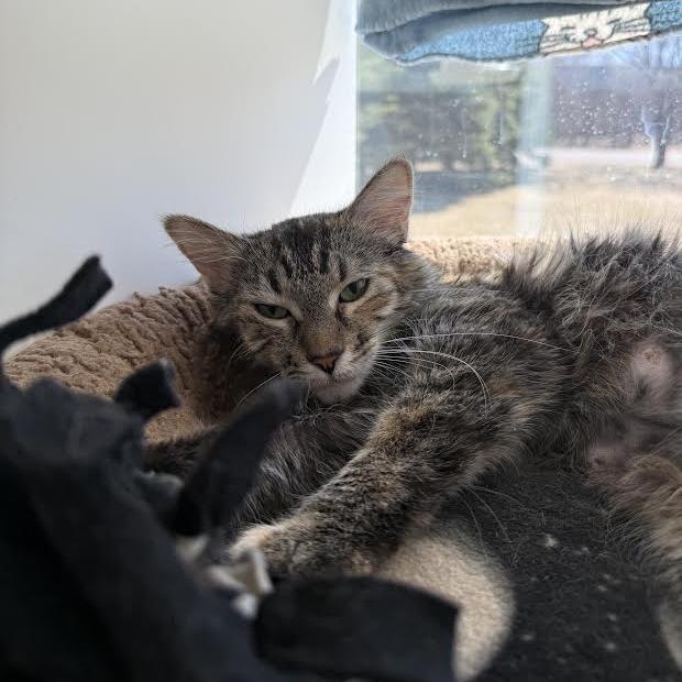 Enlarge Frankie, a Adoptable Domestic Long Hair in Saint Cloud, MN image 4/6