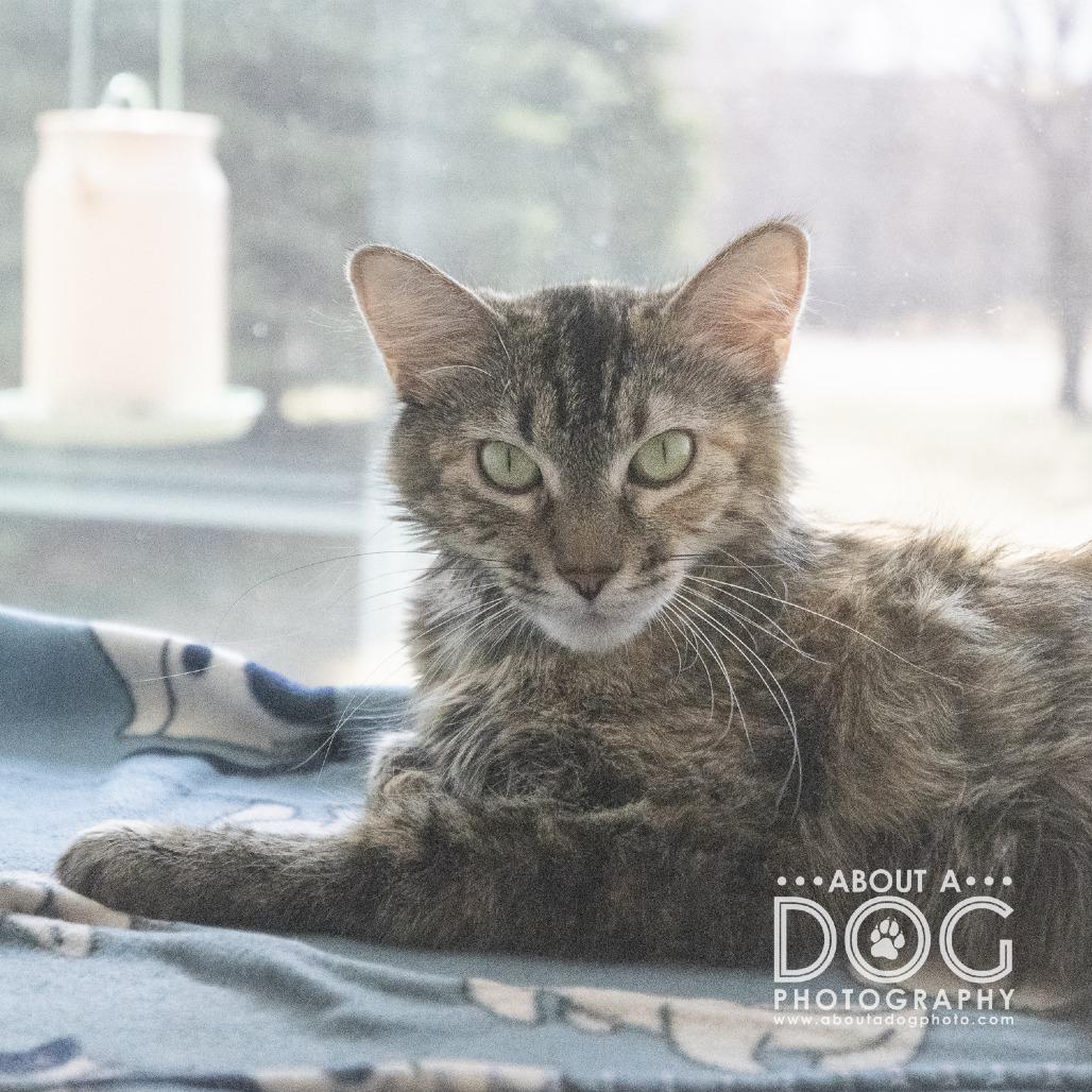 Enlarge Frankie, a Adoptable Domestic Long Hair in Saint Cloud, MN image 5/6
