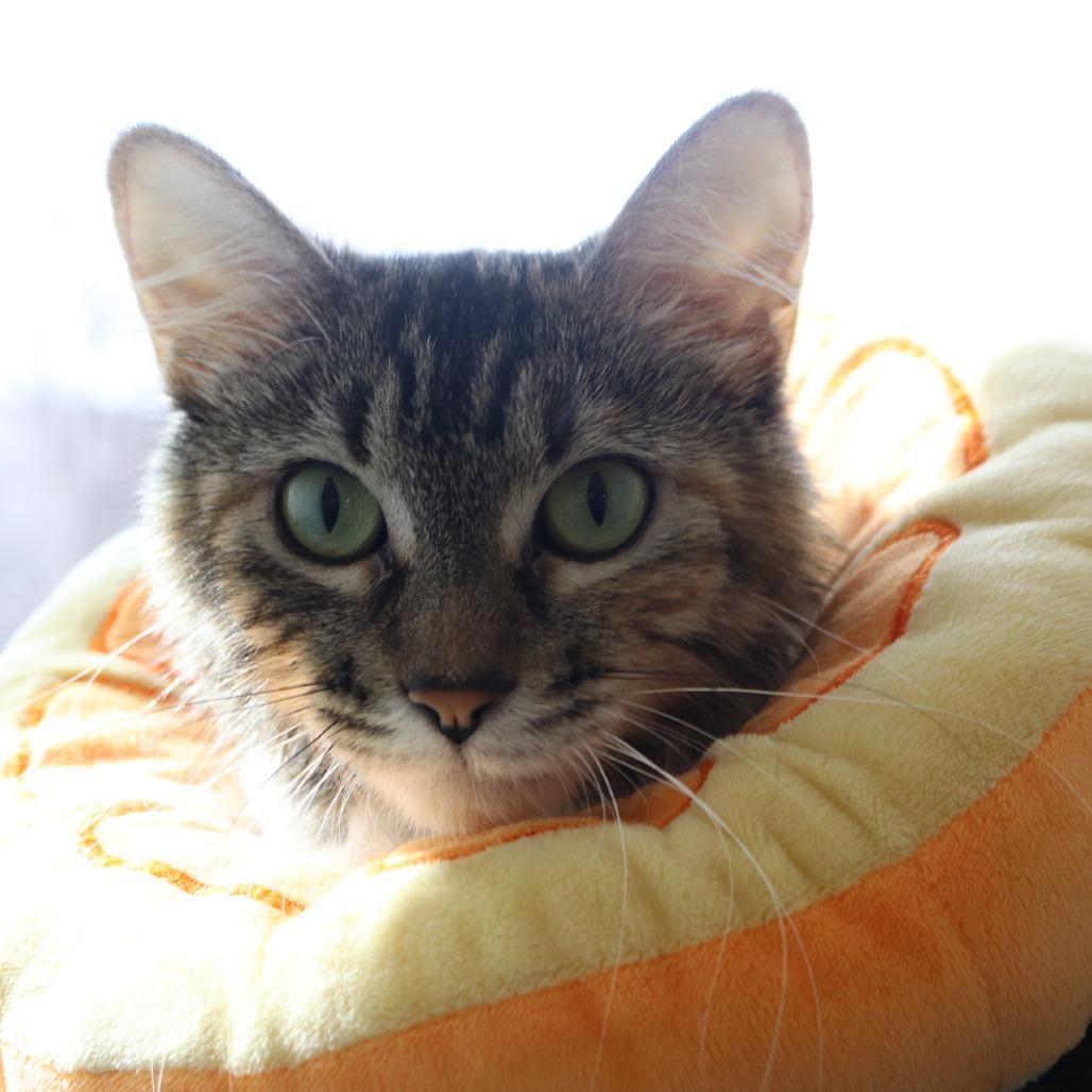 Enlarge Frankie, a Adoptable Domestic Long Hair in Saint Cloud, MN image 6/6