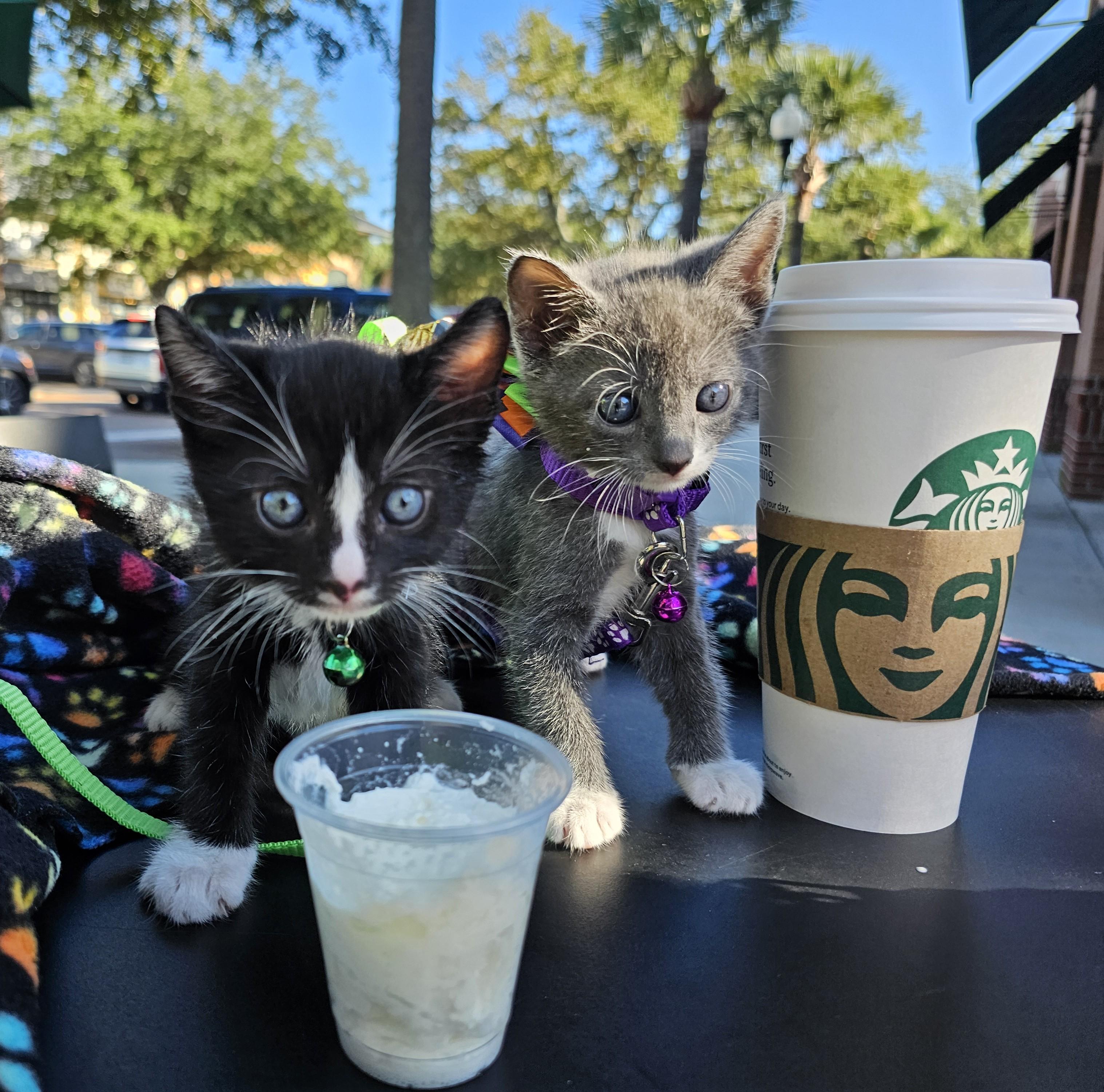 Enlarge Chinoiserie's Spooky Blue - "Spooky Blue", a Adoptable Domestic Short Hair in Mt Pleasant, SC image 6/6
