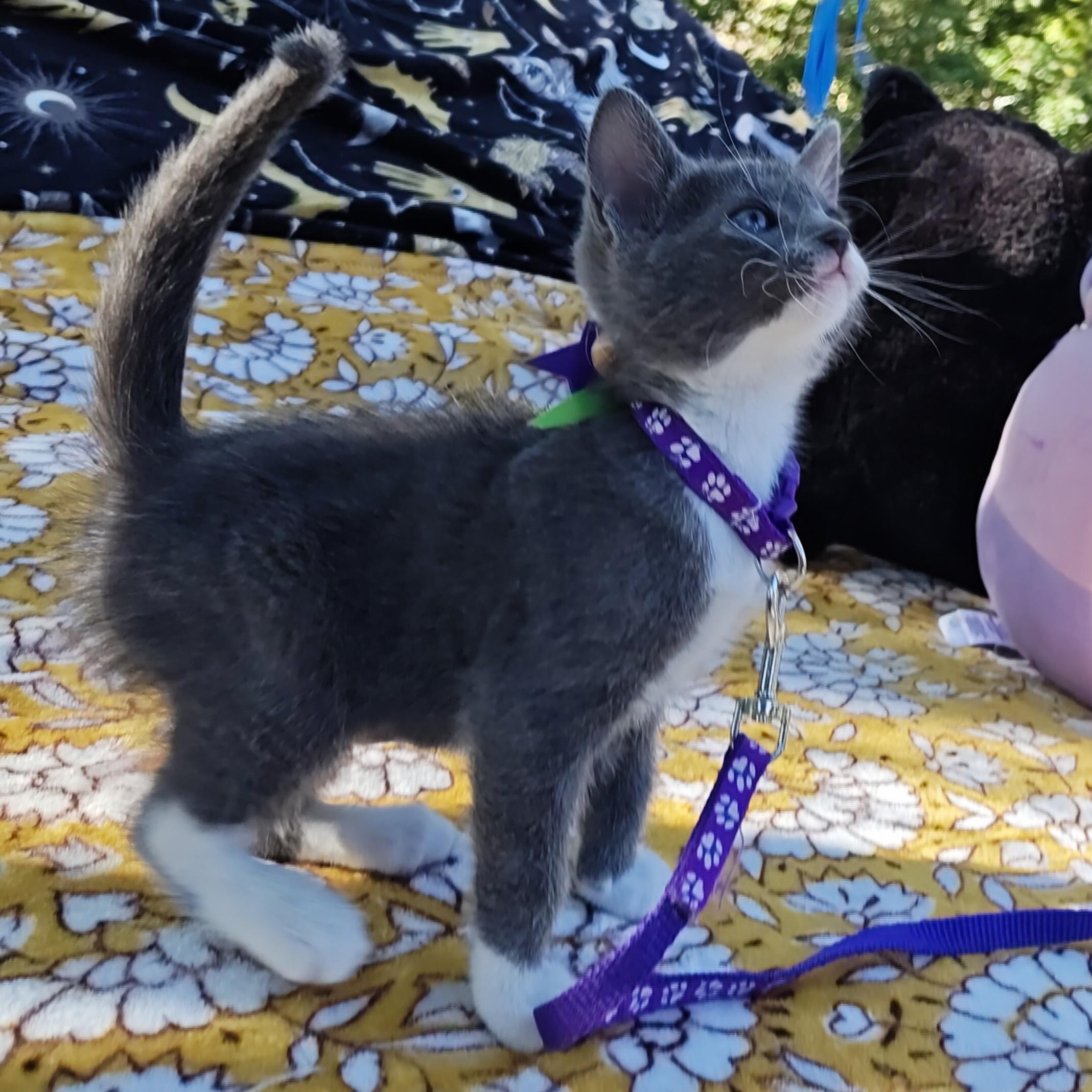Enlarge Chinoiserie's Spooky Blue - "Spooky Blue", a Adoptable Domestic Short Hair in Mt Pleasant, SC image 5/6