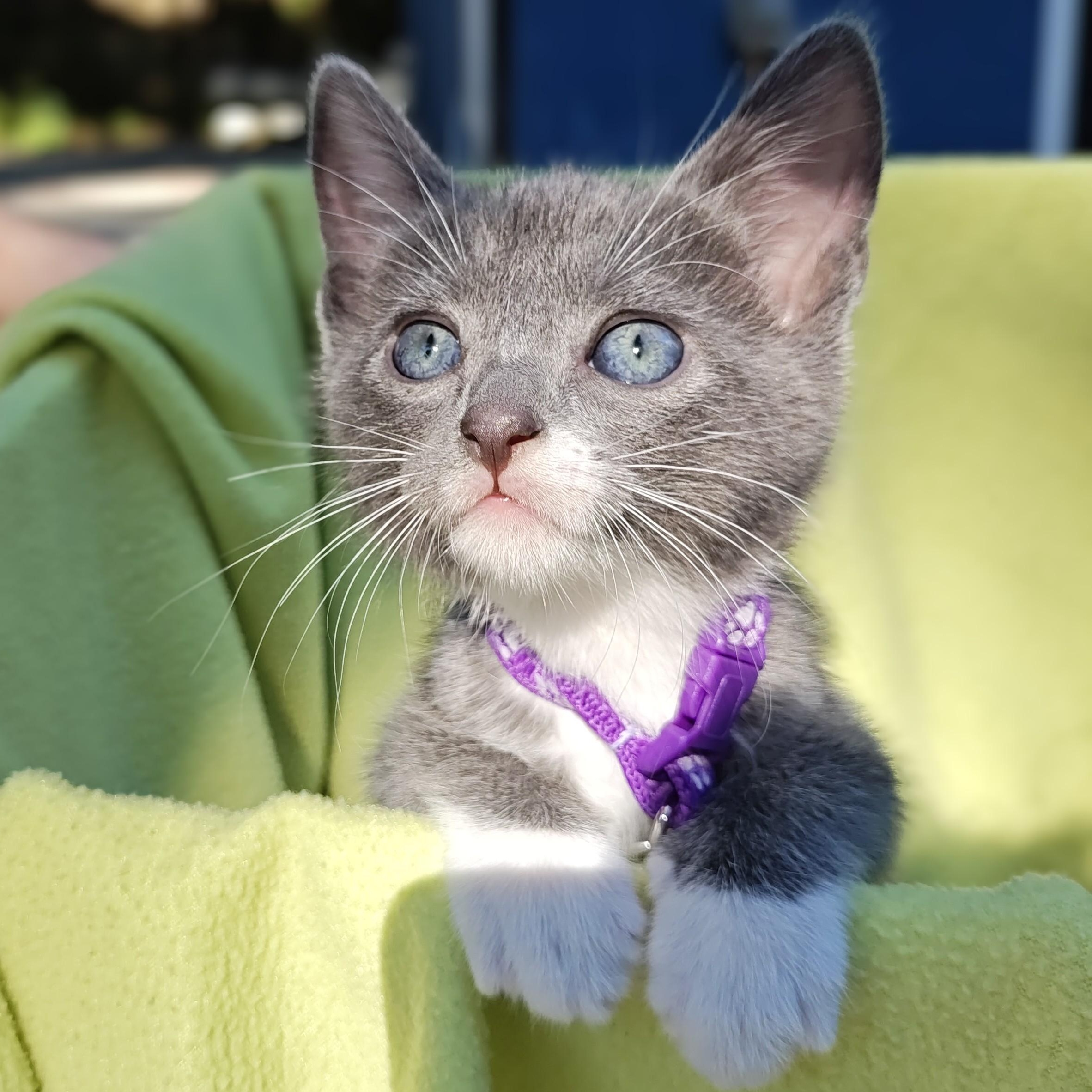 Chinoiserie's Spooky Blue - "Spooky Blue" photo
