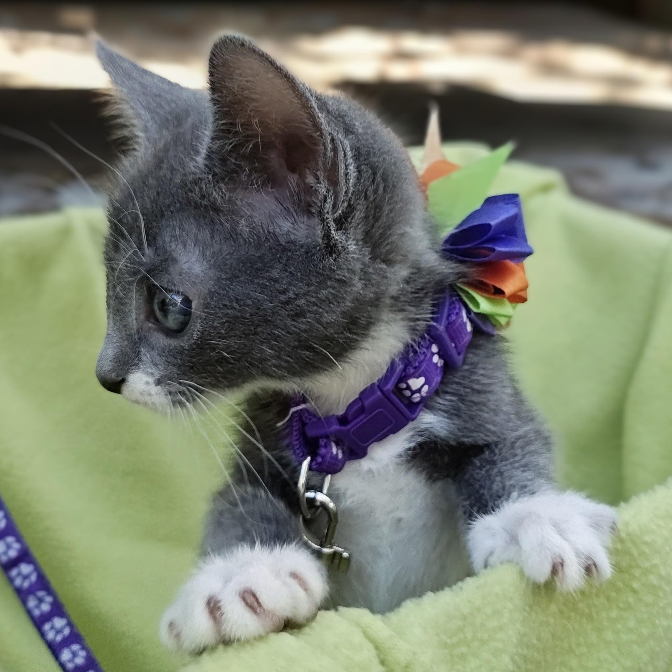 Enlarge Chinoiserie's Spooky Blue - "Spooky Blue", a Adoptable Domestic Short Hair in Mt Pleasant, SC image 3/6