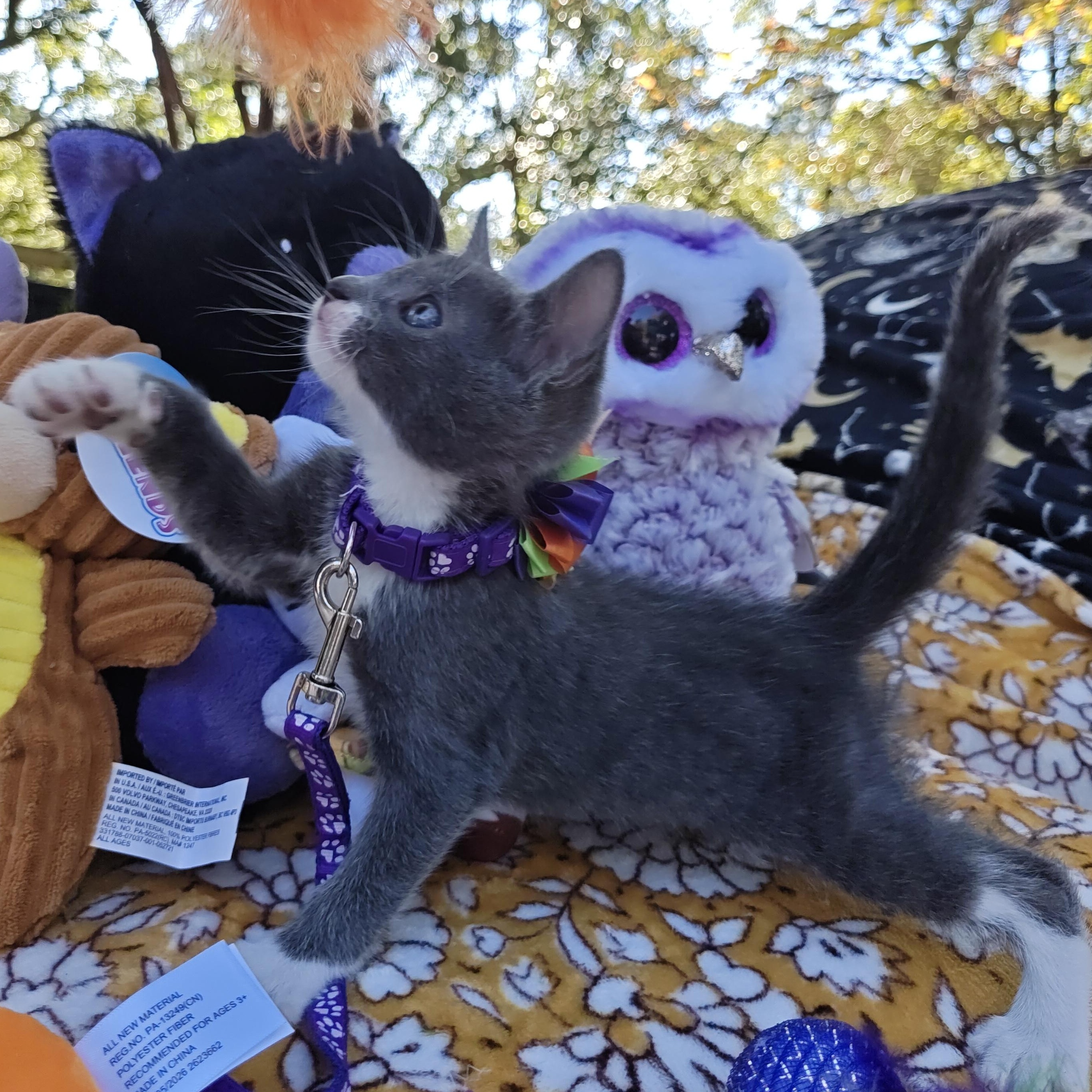 Enlarge Chinoiserie's Spooky Blue - "Spooky Blue", a Adoptable Domestic Short Hair in Mt Pleasant, SC image 2/6