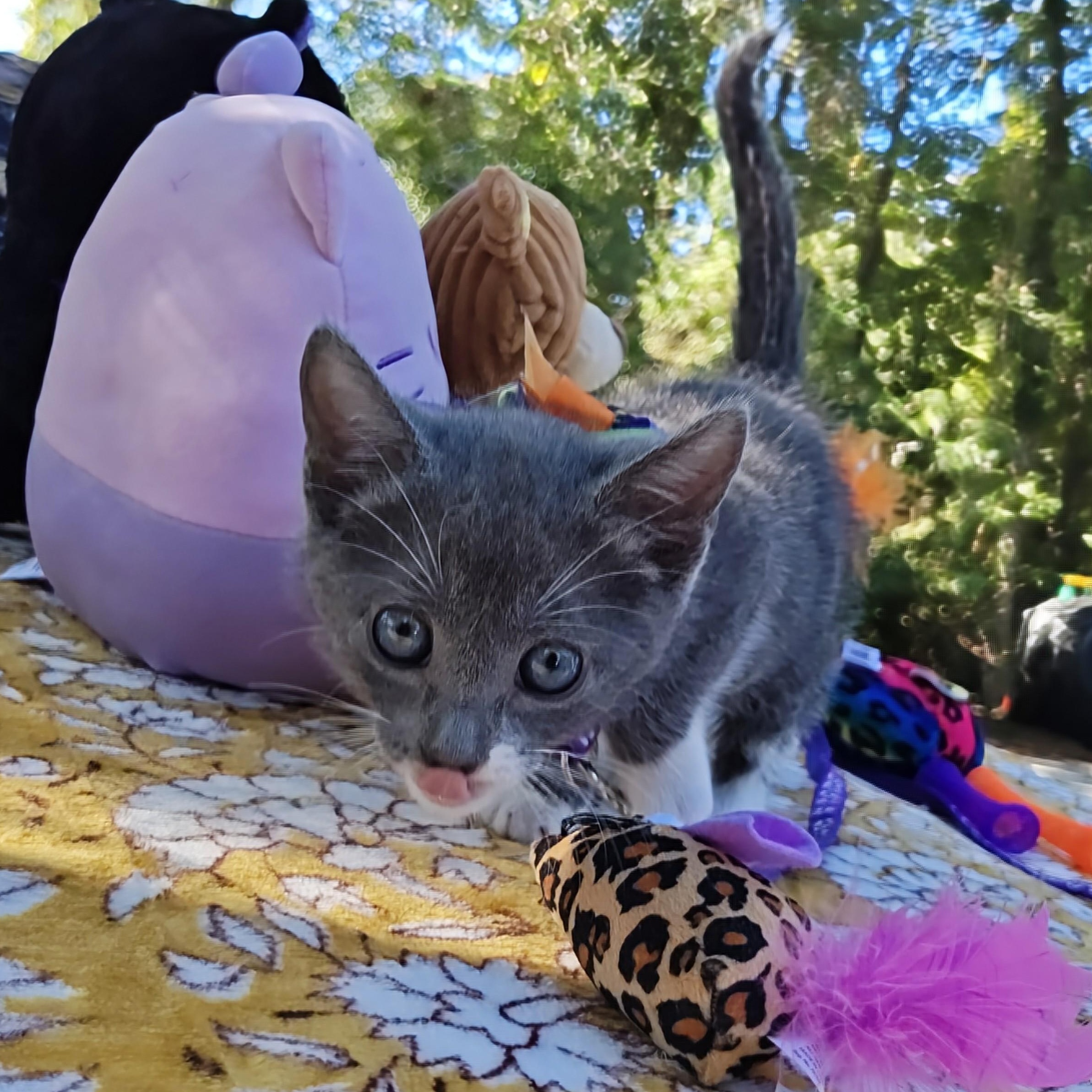 Enlarge Chinoiserie's Spooky Blue - "Spooky Blue", a Adoptable Domestic Short Hair in Mt Pleasant, SC image 4/6