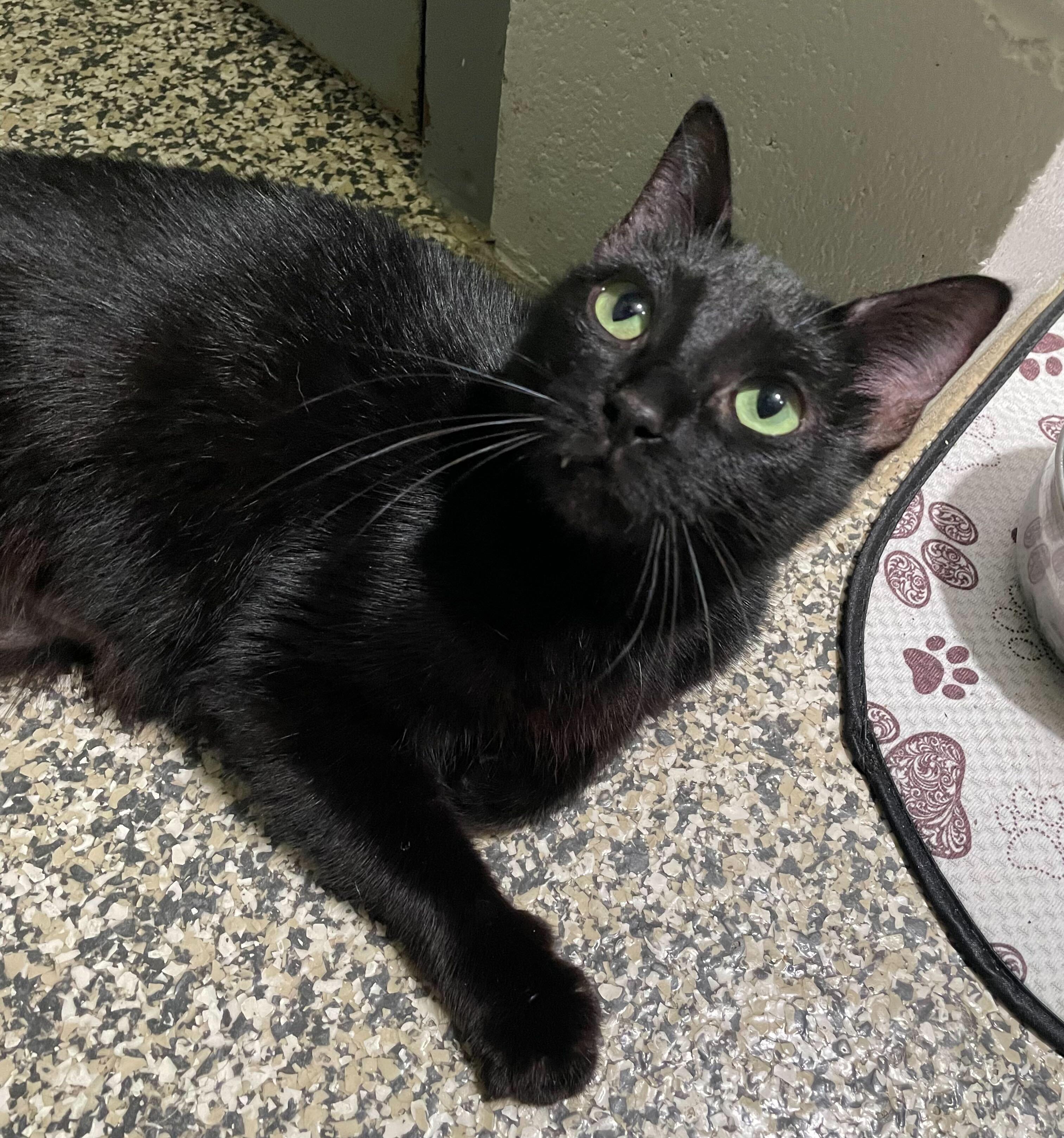 Onyx, a Adoptable Domestic Medium Hair in Jackson, MI image 1/6