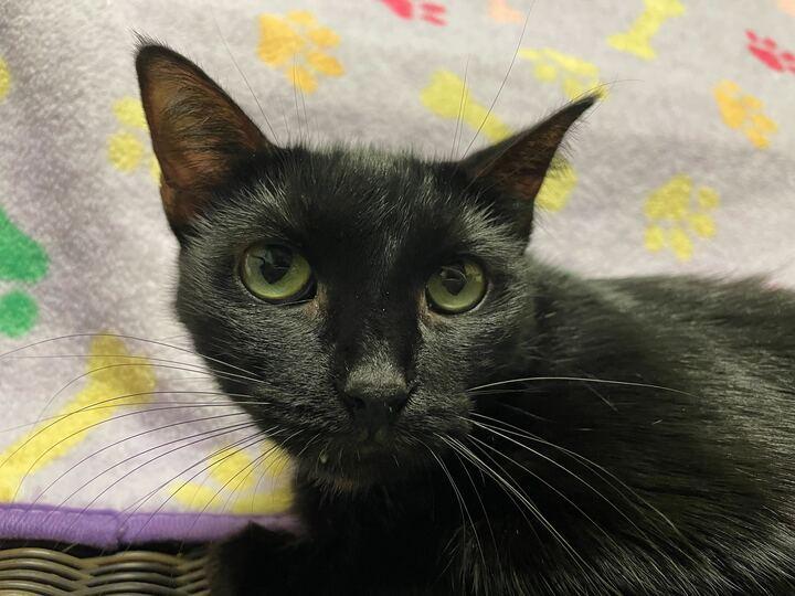 Onyx, Adoptable, Senior Female Domestic Medium Hair.