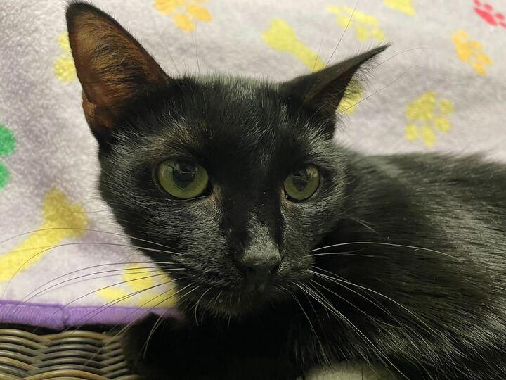 Onyx, a Adoptable Domestic Medium Hair in Jackson, MI image 6/6